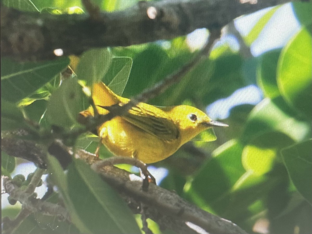 Yellow Warbler (Northern) - ML630371675