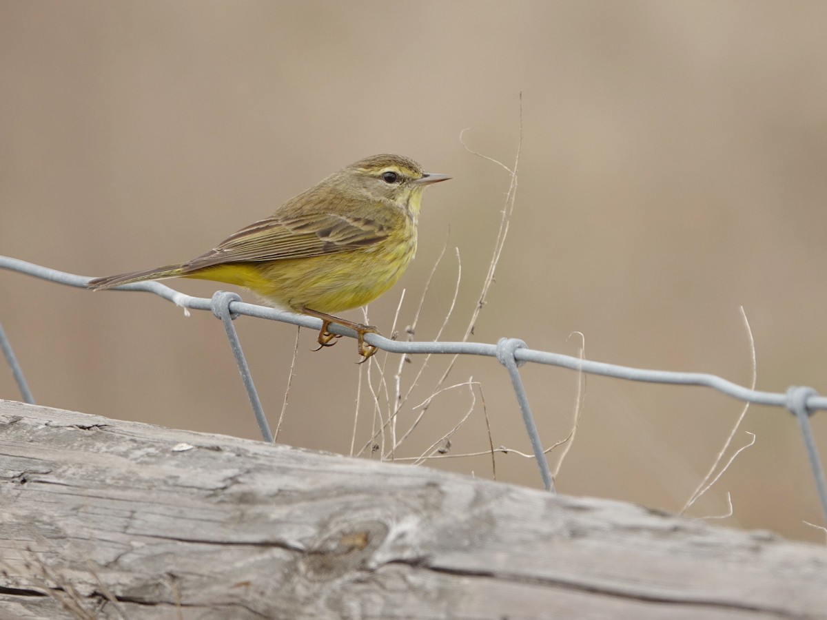 Palm Warbler (Yellow) - ML630371875