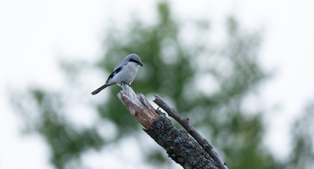 Great Gray Shrike (Great Gray) - ML630372070