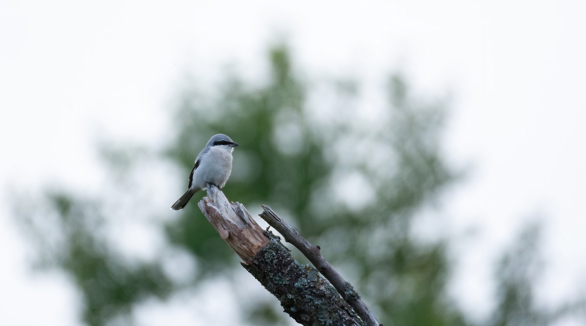 Great Gray Shrike (Great Gray) - ML630372071
