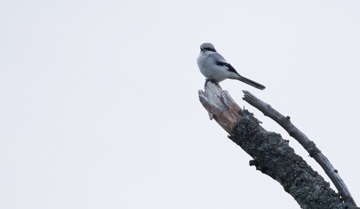 Great Gray Shrike (Great Gray) - ML630372078
