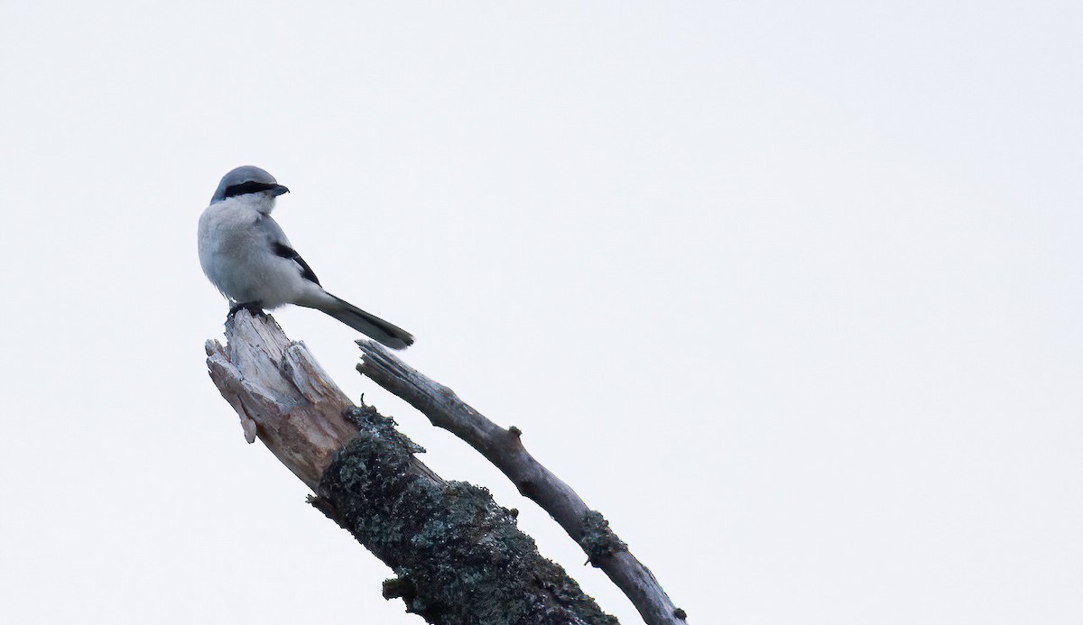 Great Gray Shrike (Great Gray) - ML630372079