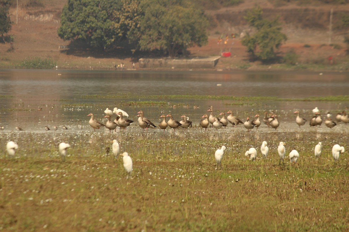 Graylag Goose - ML630372106