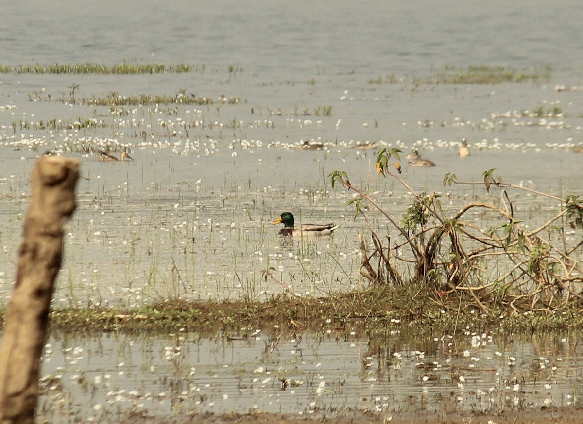 Mallard - ML630372159