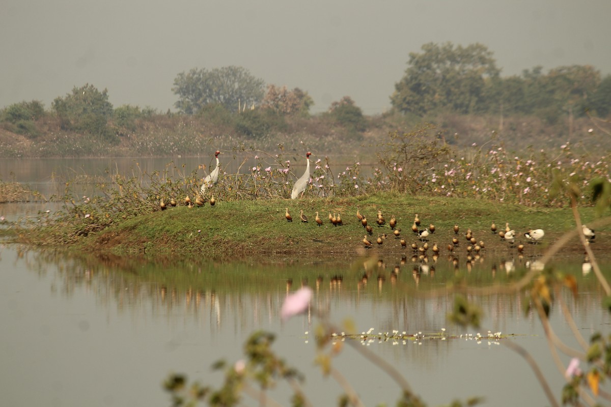 Sarus Crane - ML630372171