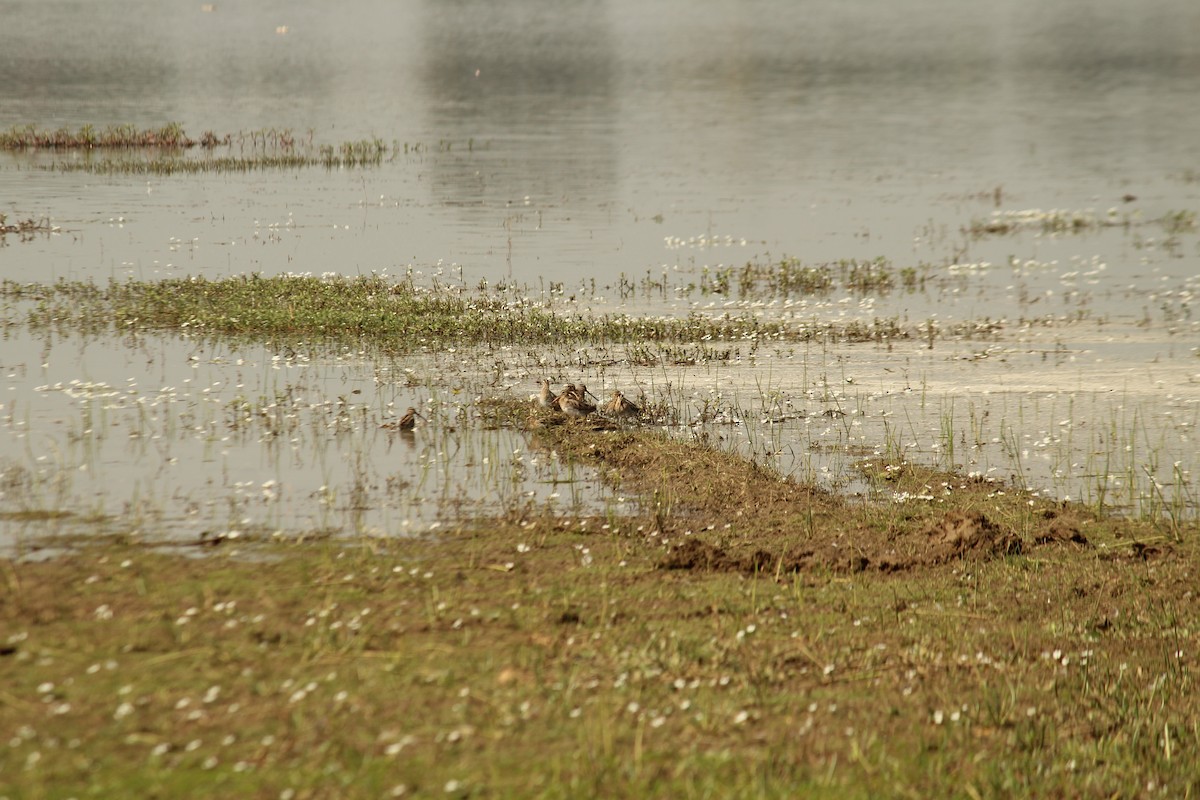 Common Snipe - ML630372187