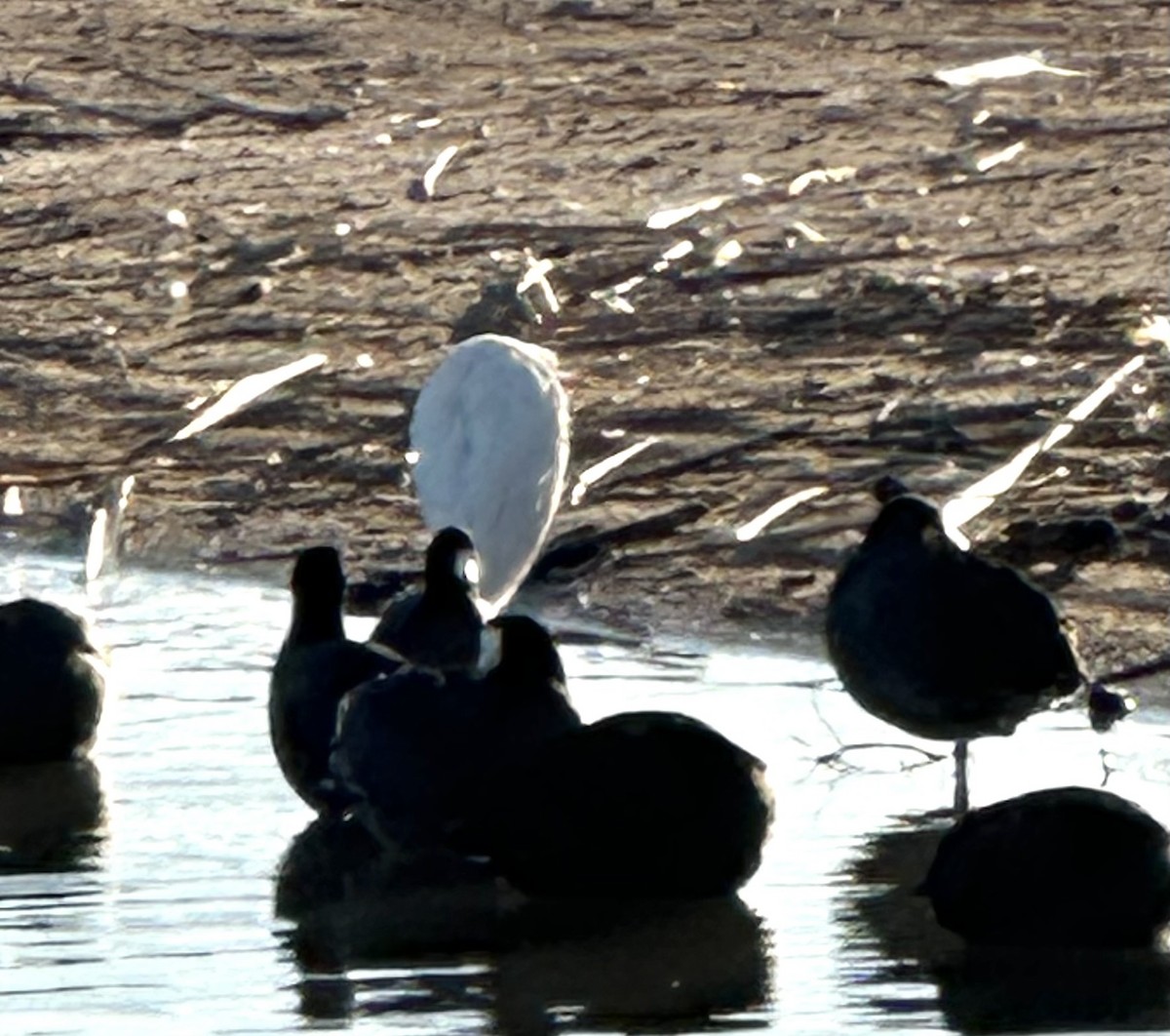Western Cattle-Egret - ML630372193