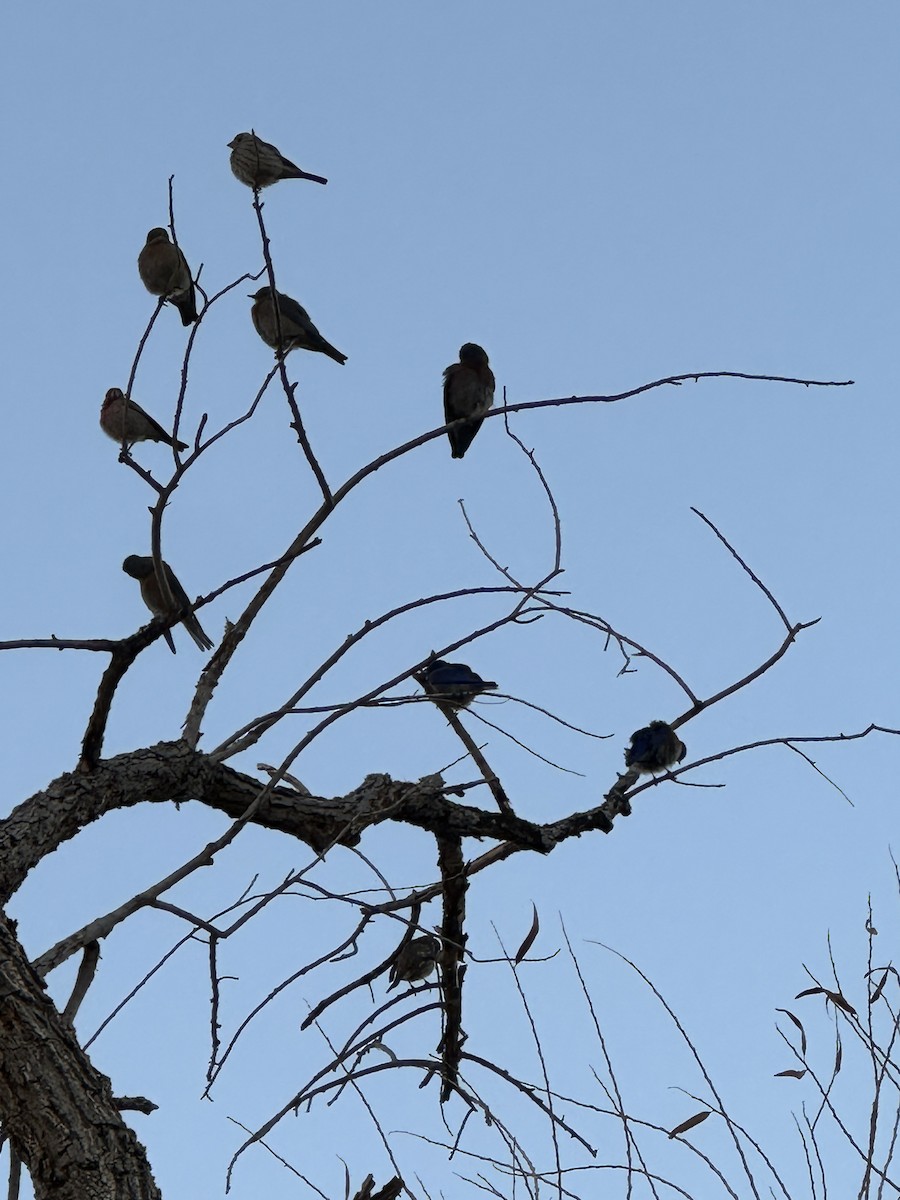 Western Bluebird - ML630372218