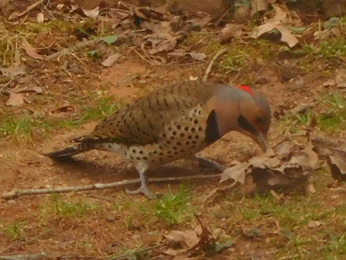 Northern Flicker - ML630372237