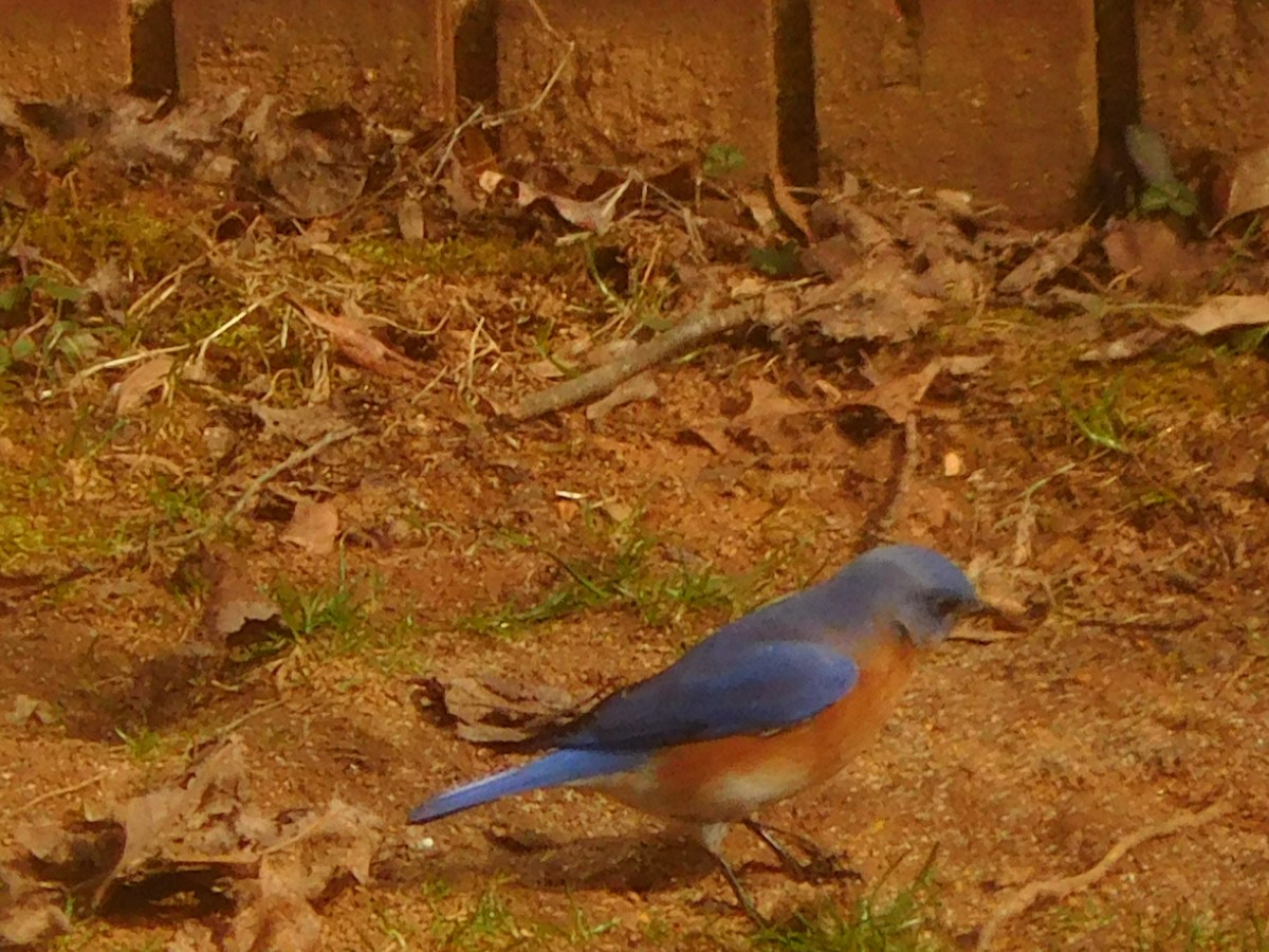 Eastern Bluebird - ML630372246