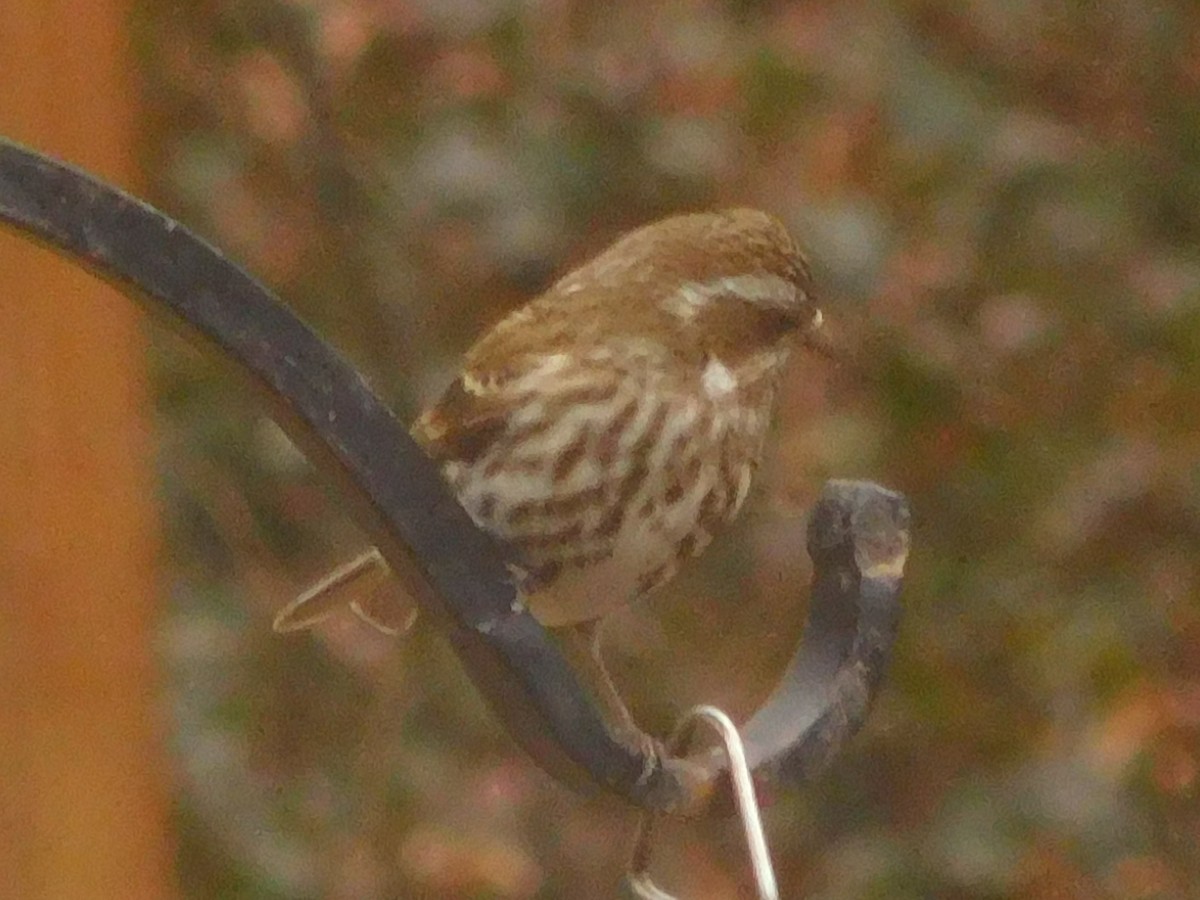 Purple Finch - ML630372248