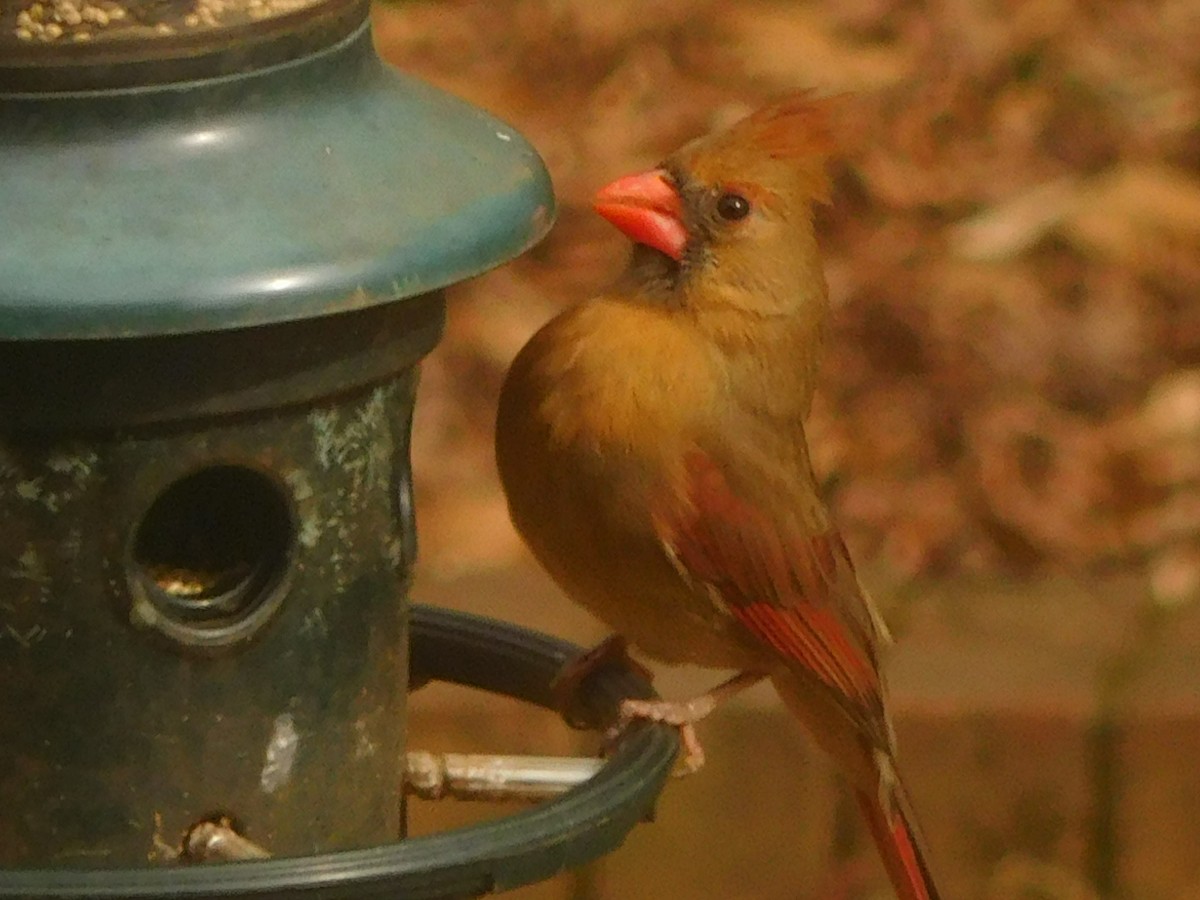 Northern Cardinal - ML630372258