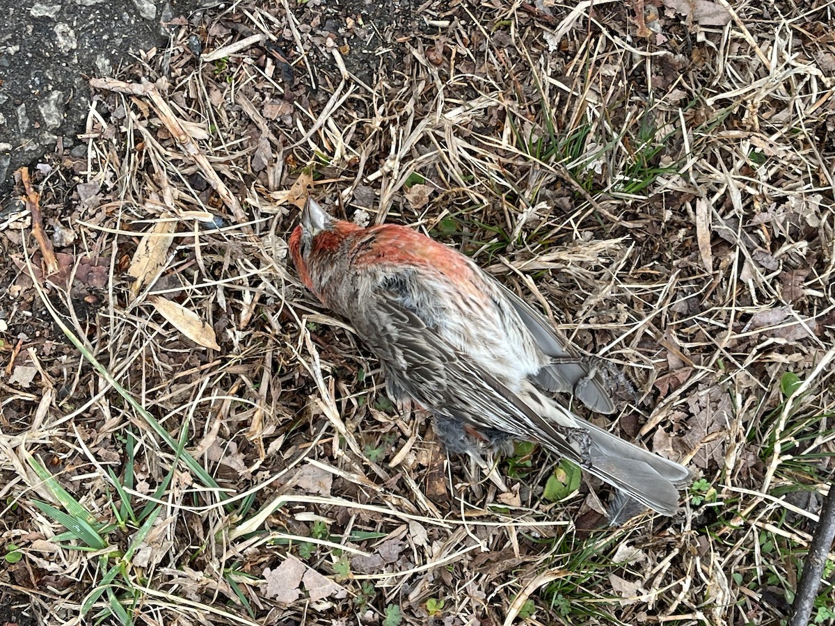 House Finch - ML630372328