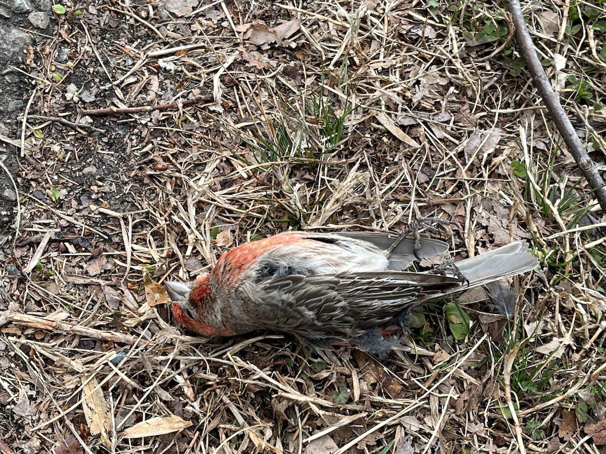 House Finch - ML630372329