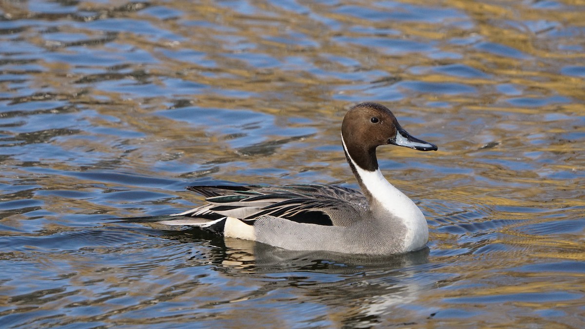 Northern Pintail - ML630372396