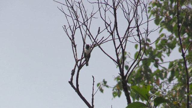 Klaas's Cuckoo - ML630372406