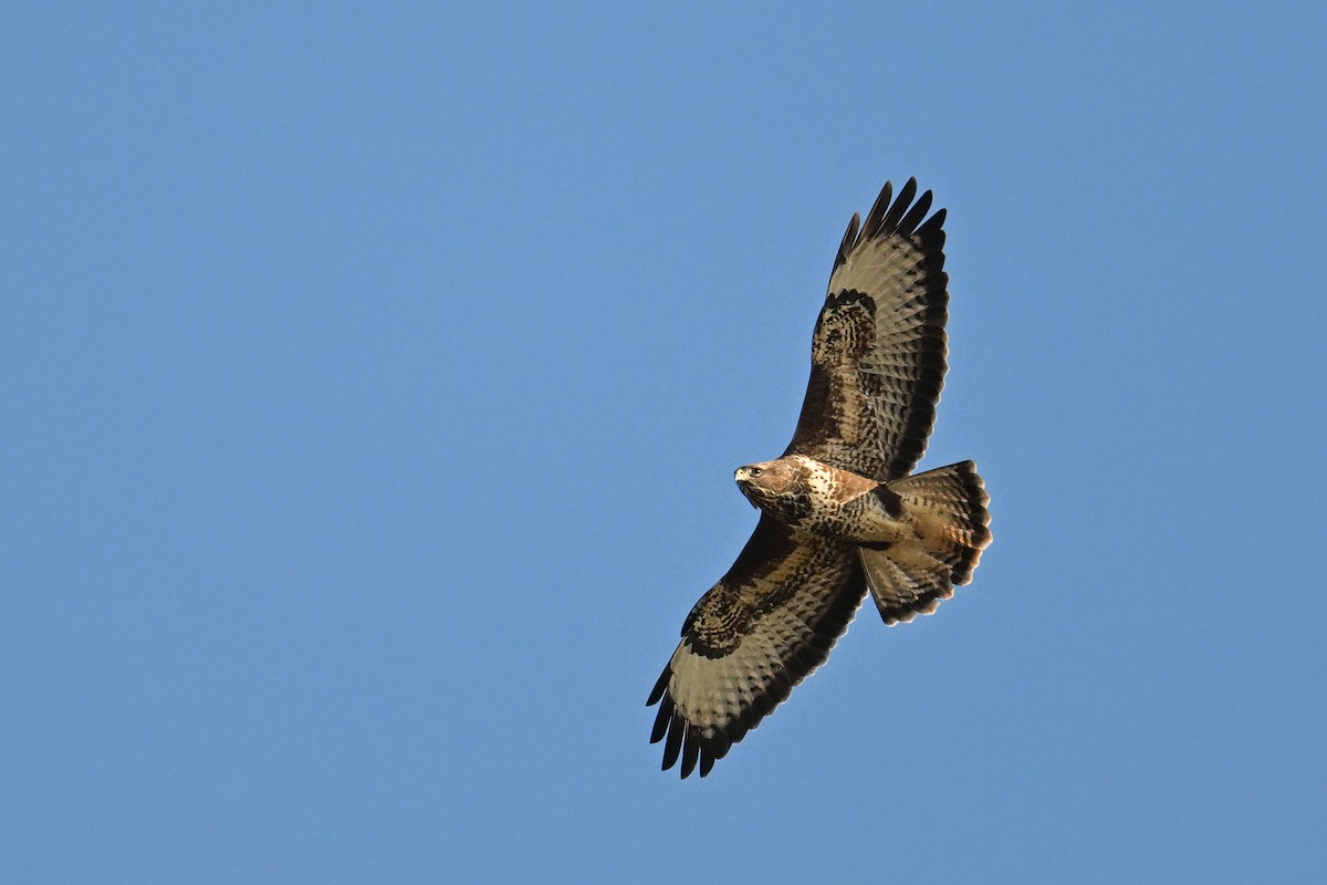 Common Buzzard - ML630372646