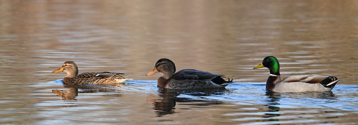 Mallard - ML630372655