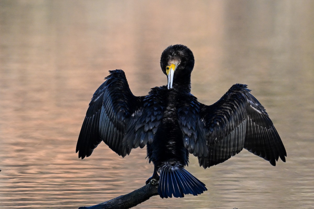 Great Cormorant - ML630372663