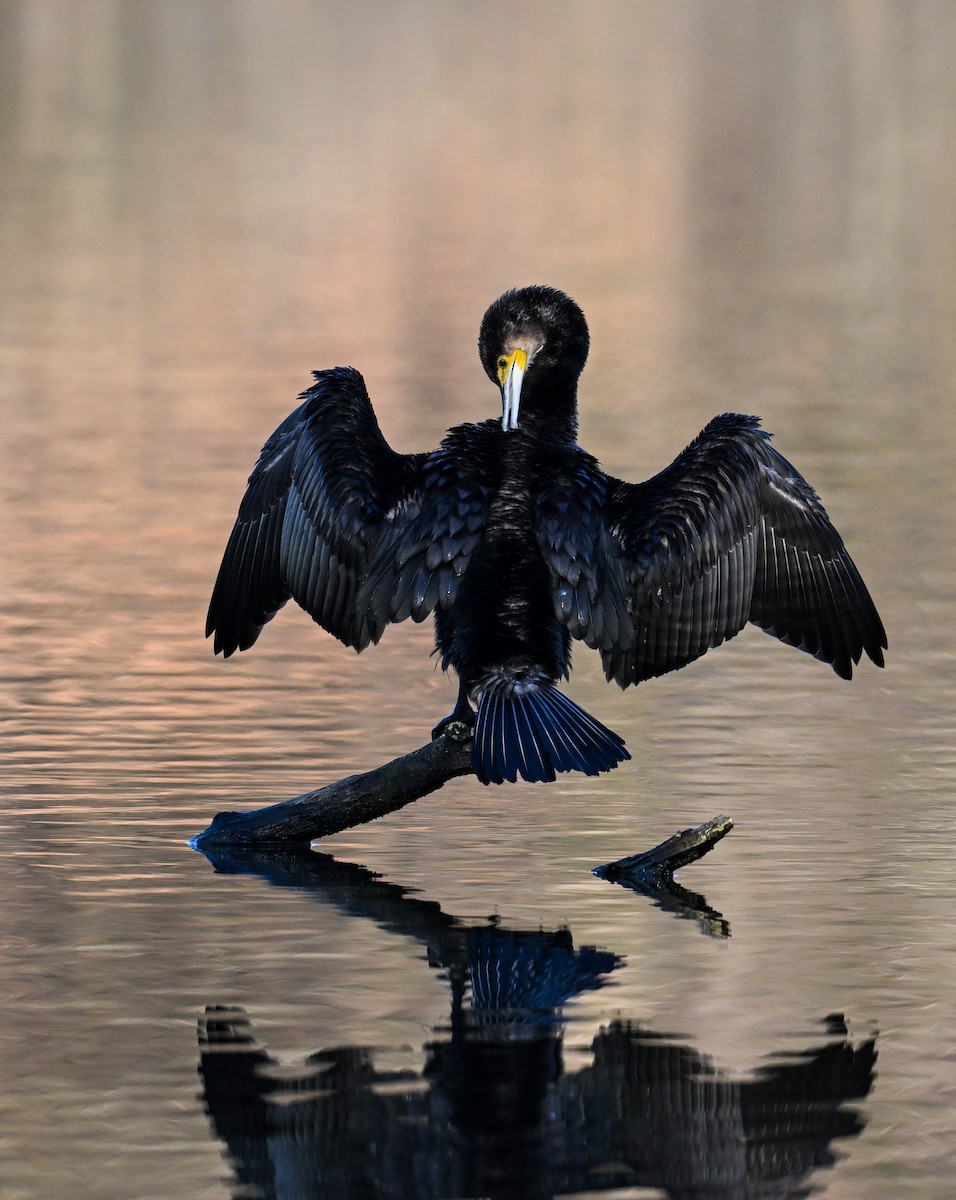 Great Cormorant - ML630372665