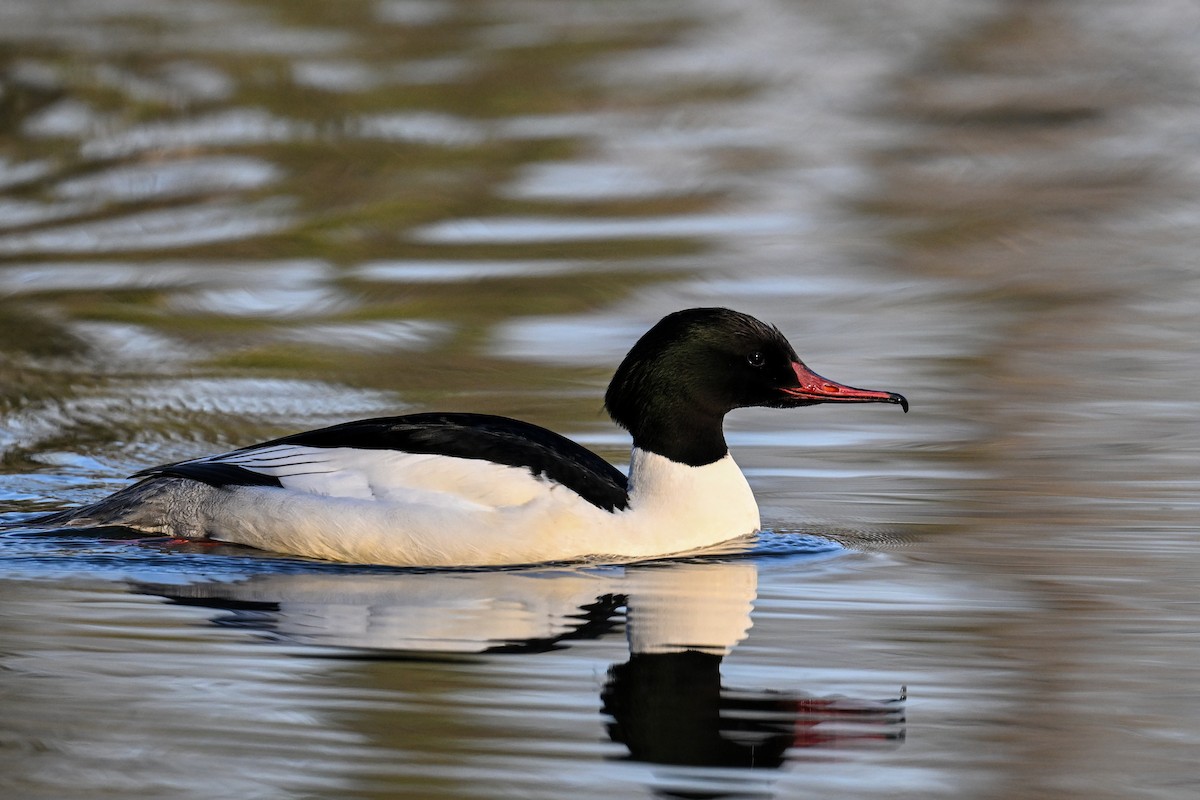 Common Merganser - ML630372672