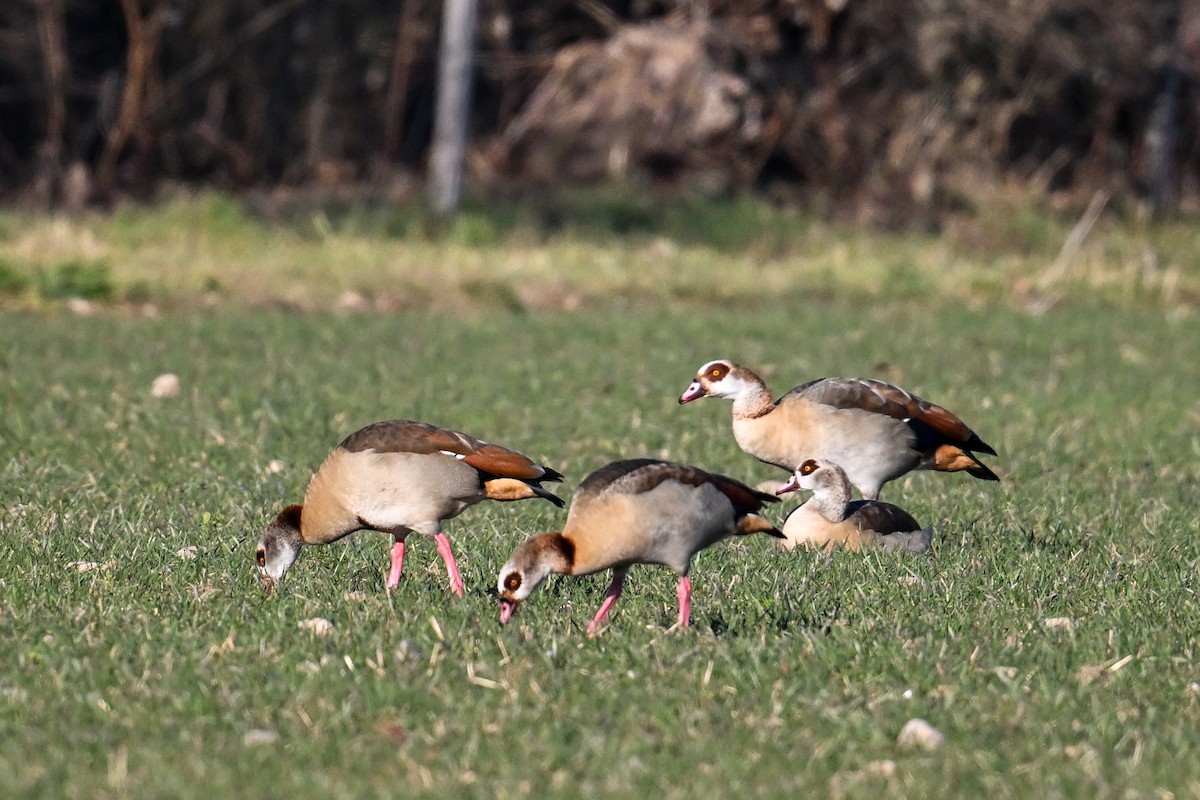Egyptian Goose - ML630372693