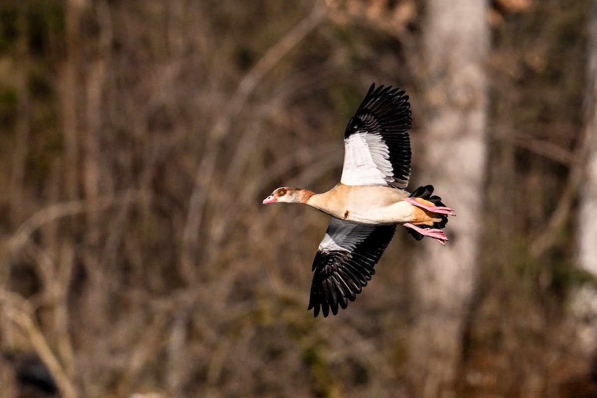 Egyptian Goose - ML630372694