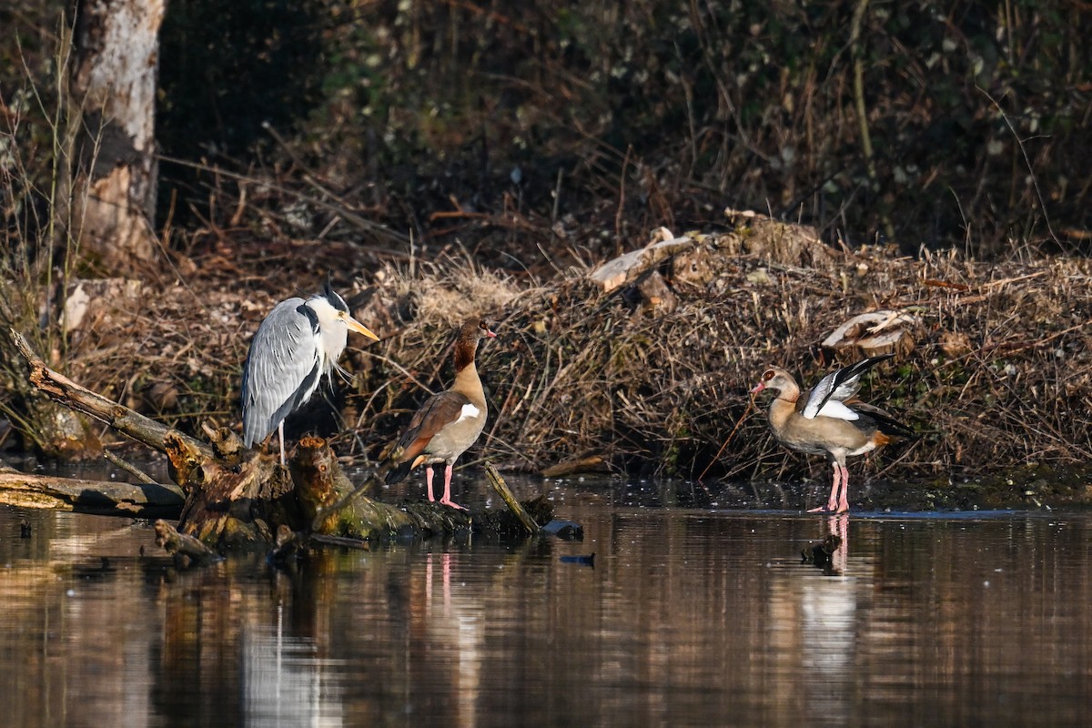 Egyptian Goose - ML630372703