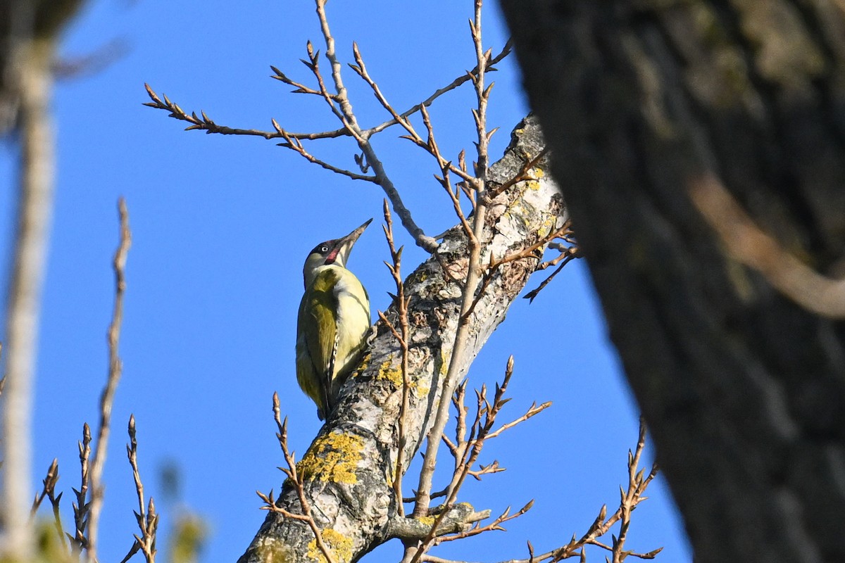 Eurasian Green Woodpecker - ML630372708