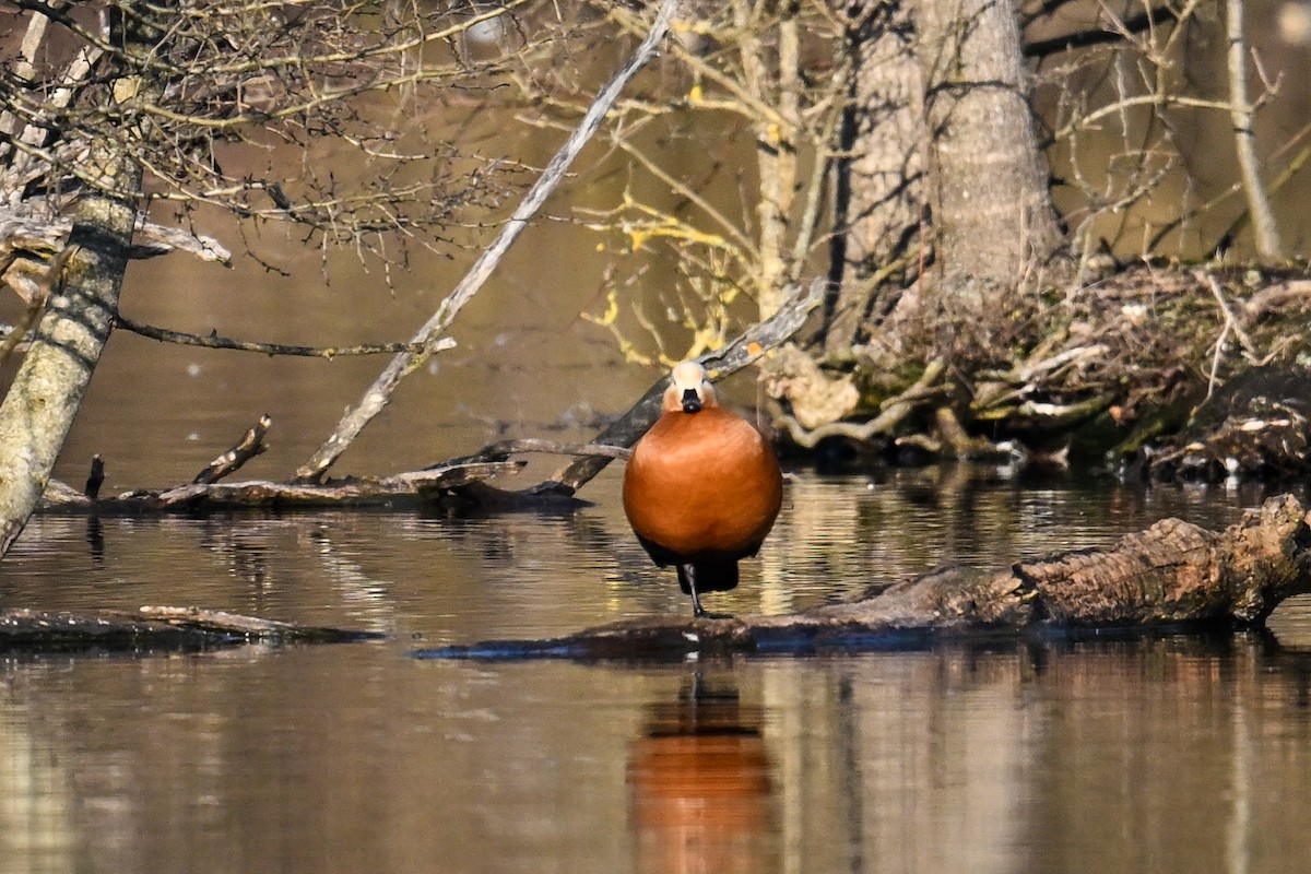 Ruddy Shelduck - ML630372718