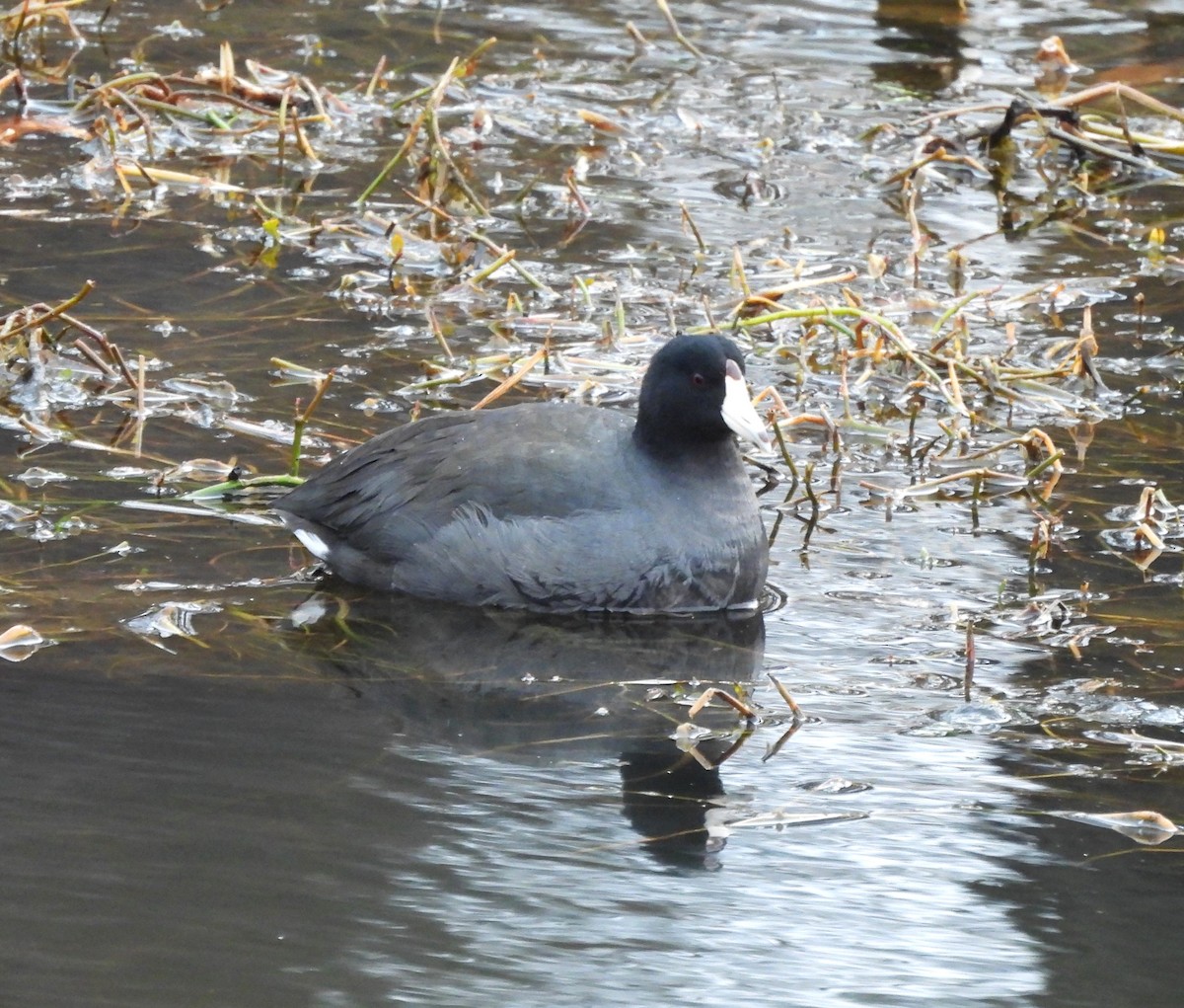 American Coot - ML630372988