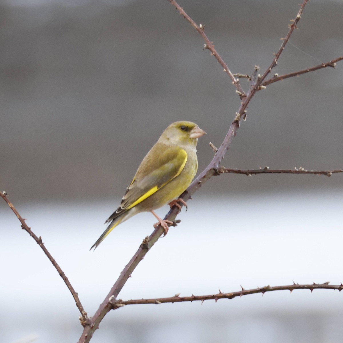 European Greenfinch - ML630373104