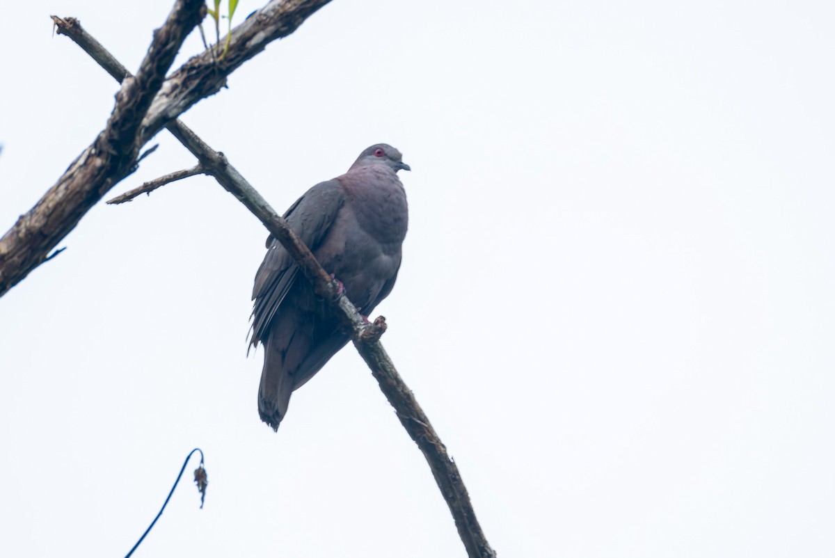 Dusky Pigeon - ML630373149