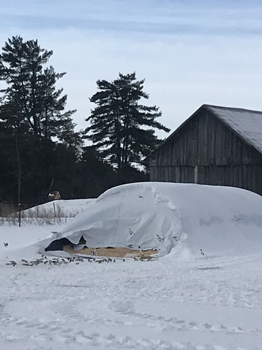 Snow Bunting - ML630373402