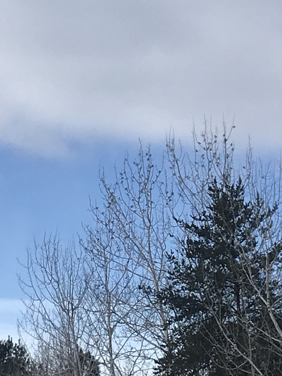 Snow Bunting - ML630373403