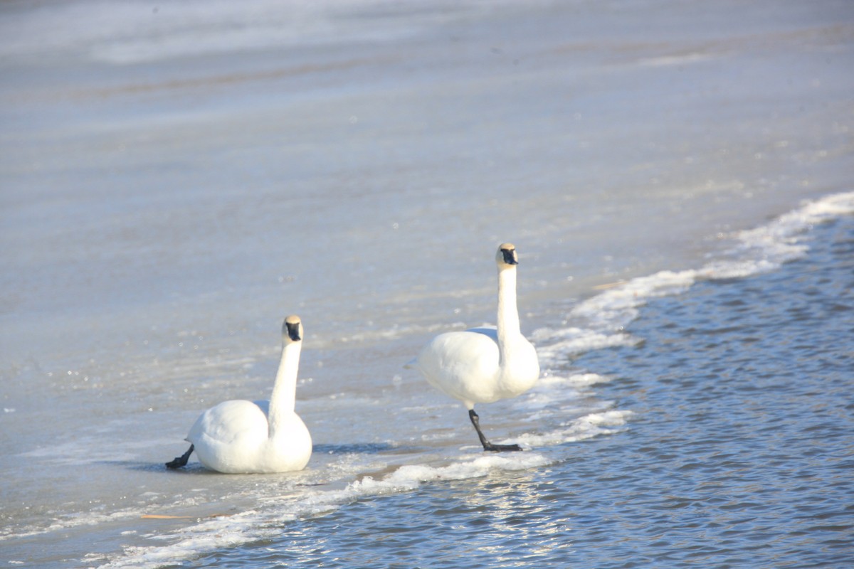 Trumpeter Swan - ML630373406