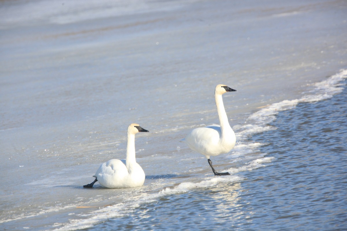 Trumpeter Swan - ML630373407