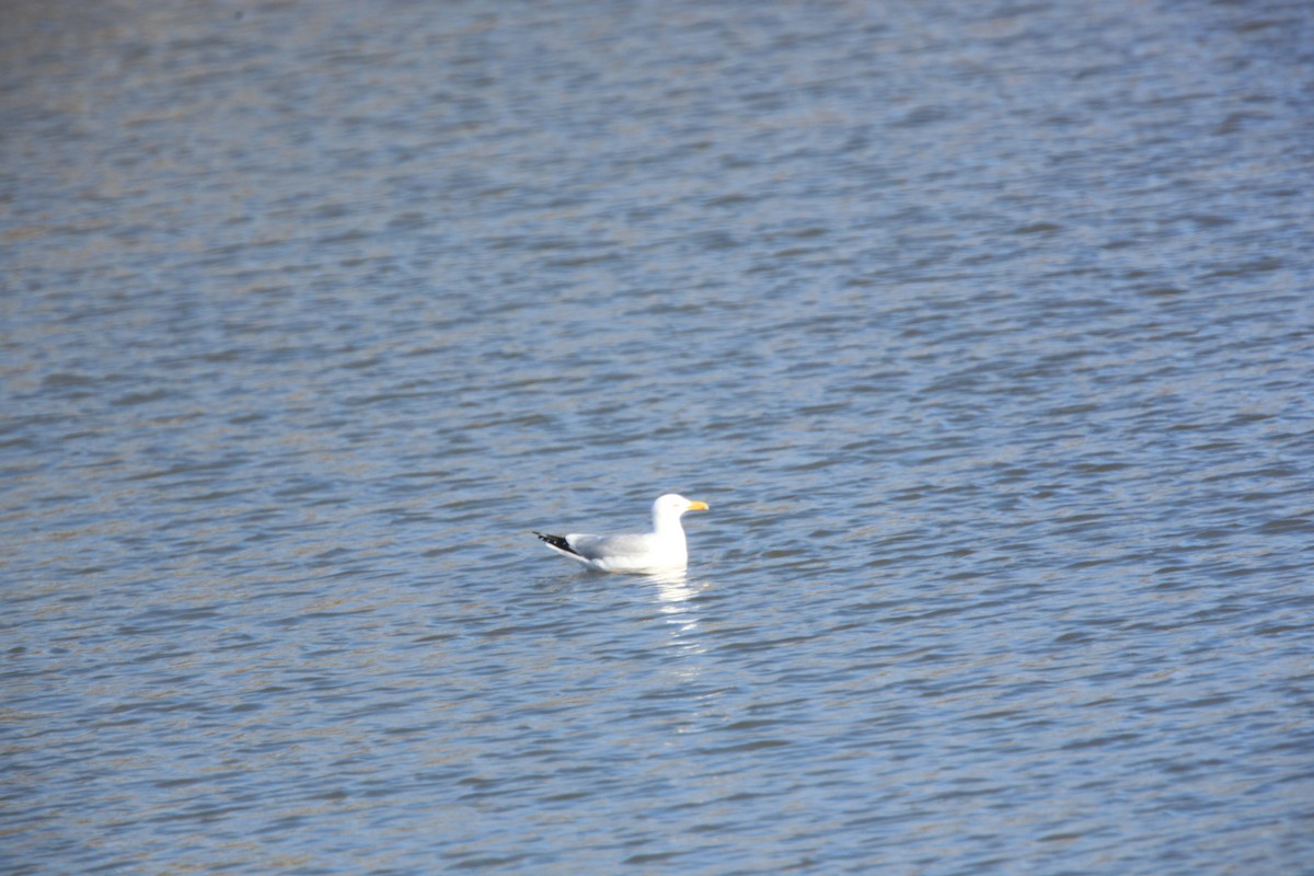 American Herring Gull - ML630373496