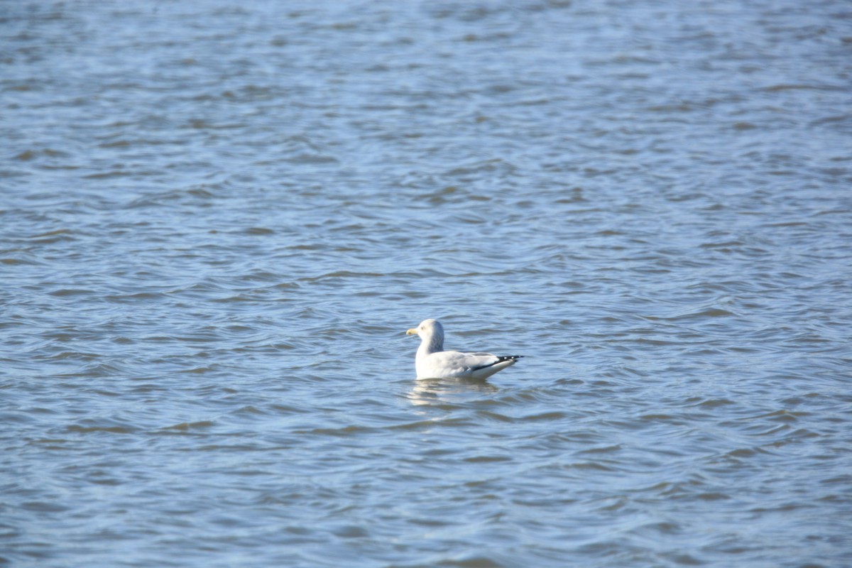 American Herring Gull - ML630373497