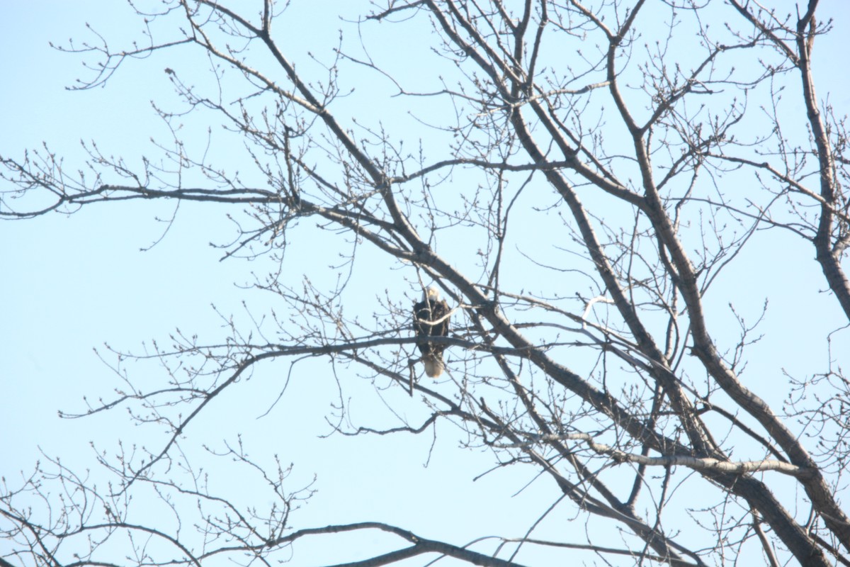 Bald Eagle - ML630373507