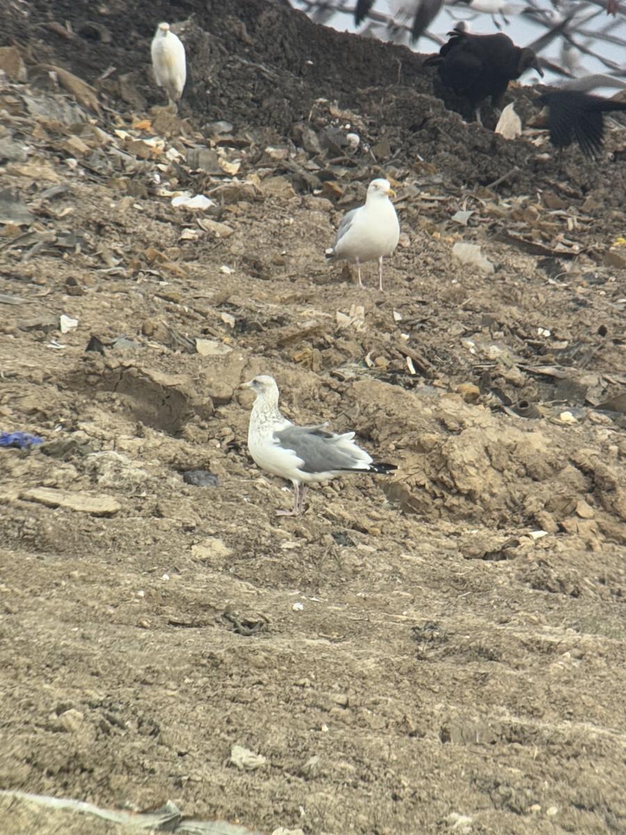 Vega Gull - ML630373579