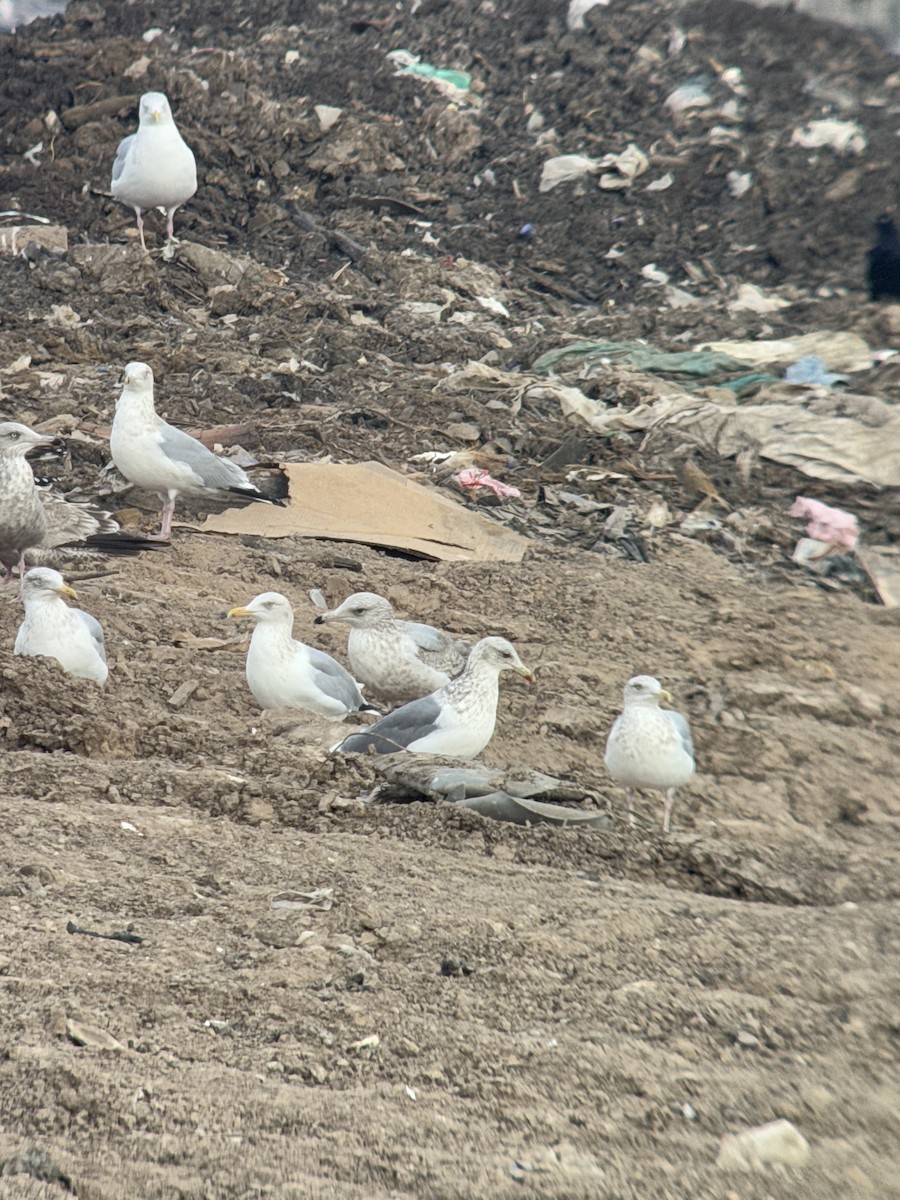 Vega Gull - ML630373580