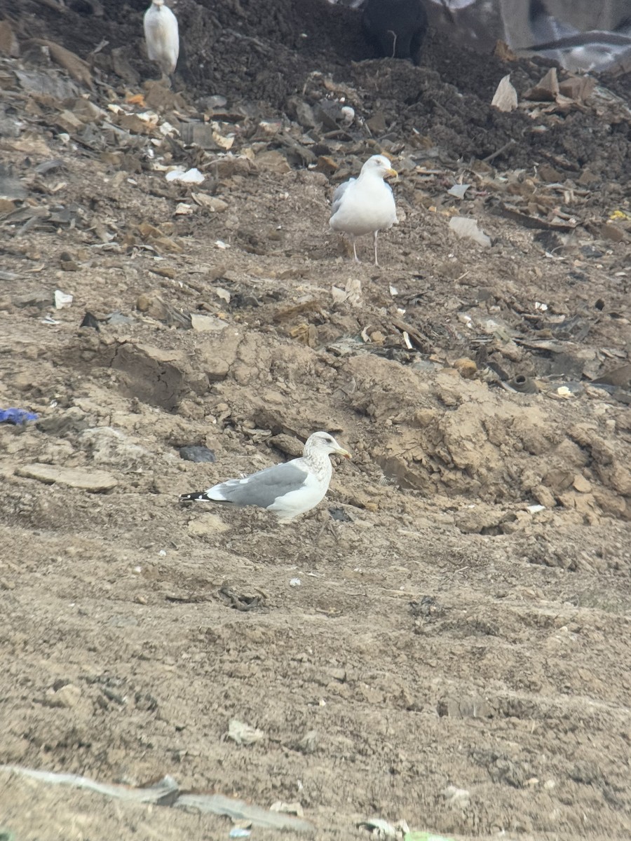 Vega Gull - ML630373581
