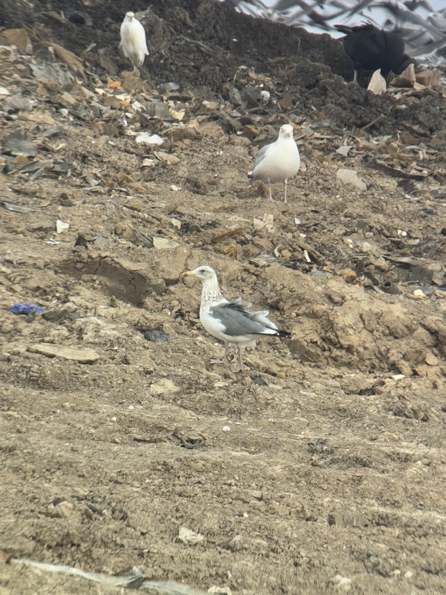 Vega Gull - ML630373582