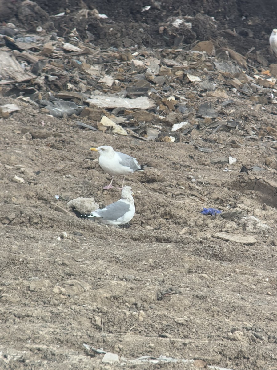 Vega Gull - ML630373583