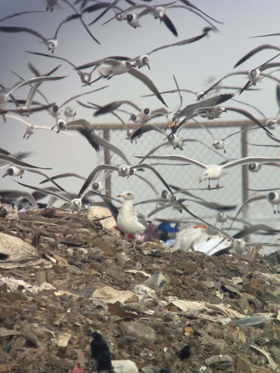 Vega Gull - ML630373585