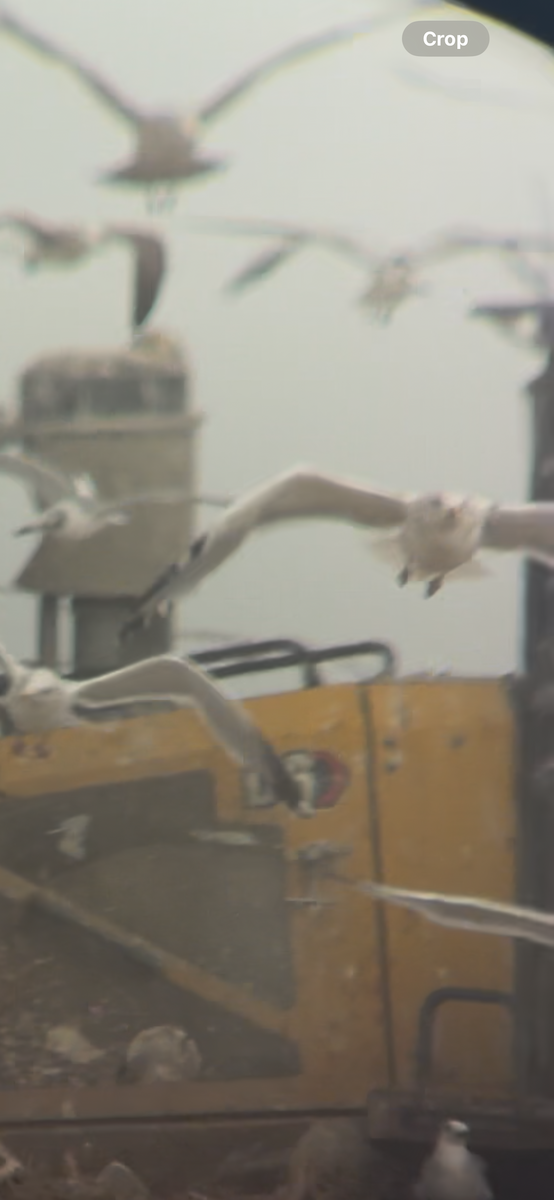 Vega Gull - ML630373586