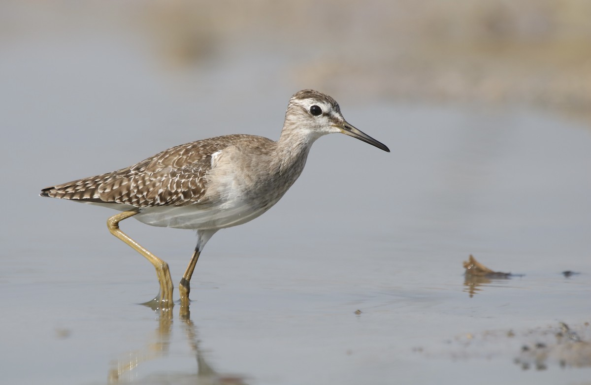 Wood Sandpiper - ML630373645