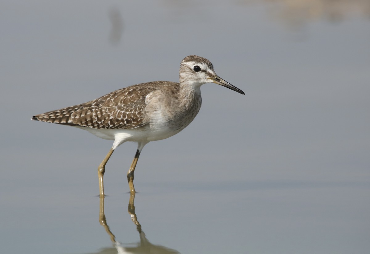 Wood Sandpiper - ML630373646
