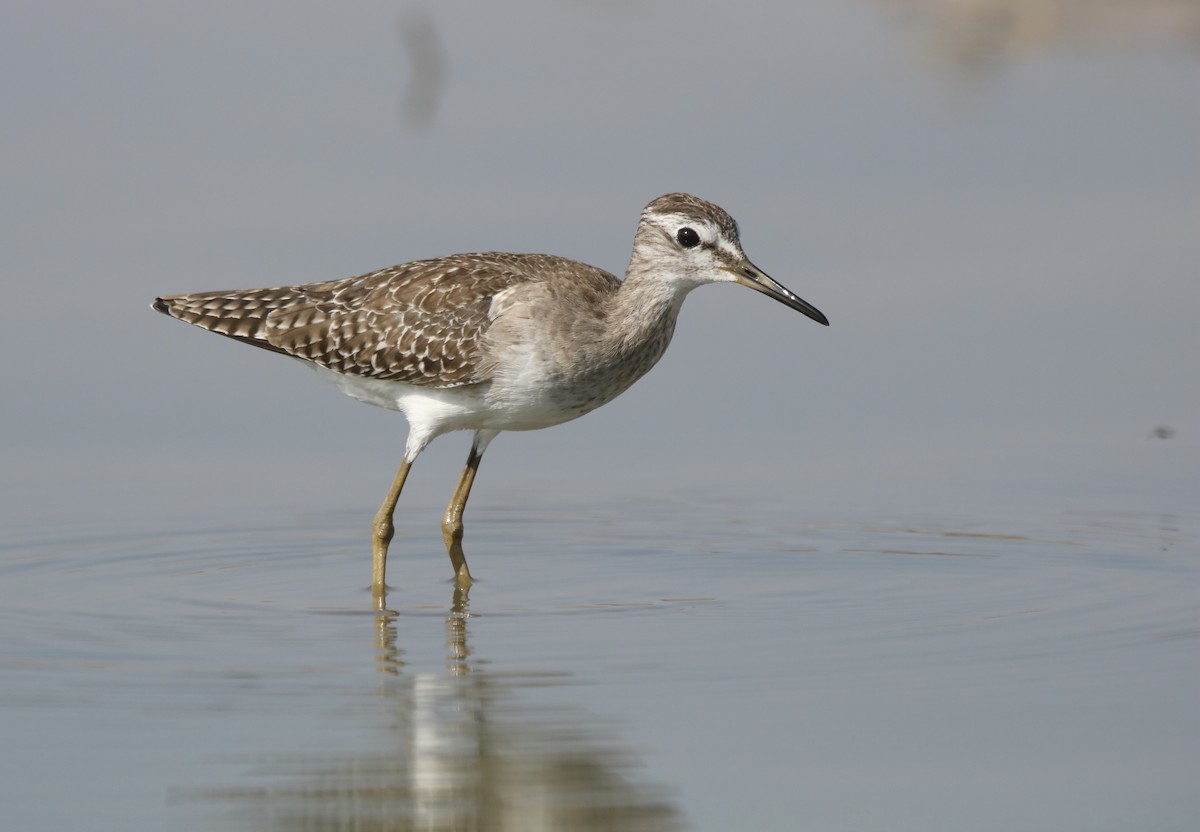 Wood Sandpiper - ML630373647